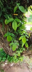 Philodendron camposportoanum