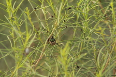 Leptinotarsa lineolata