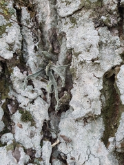 Ramalina fraxinea