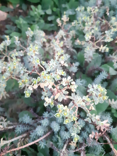 Euphorbia pithyusa ssp. pithyusa