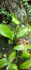 Philodendron camposportoanum