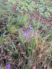 Vicia villosa villosa