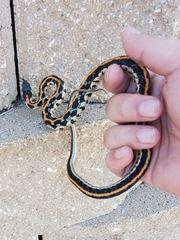 Thamnophis cyrtopsis