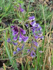 Vicia villosa villosa
