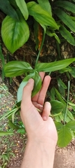 Philodendron camposportoanum