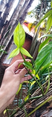 Philodendron camposportoanum