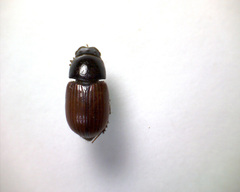 Aphodius fimetarius
