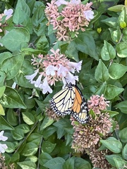 Danaus plexippus