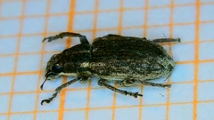 Sitona hispidulus