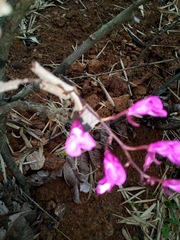 Comparettia falcata