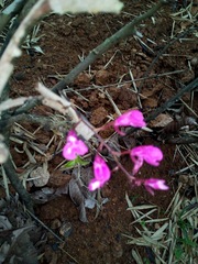Comparettia falcata