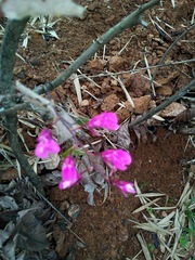 Comparettia falcata