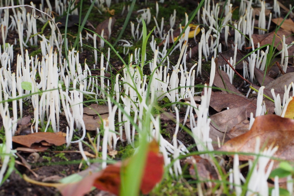 Clavaria fragilis · September 2015 · photo: © harumkoh (iNaturalist, cc-by)