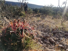 Ferocactus latispinus