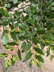 Nothofagus dombeyi