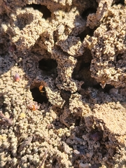 Solenopsis saevissima