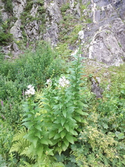 Campanula lactiflora