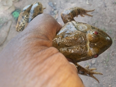 Hoplobatrachus occipitalis