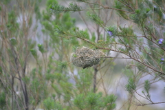 Ploceus velatus