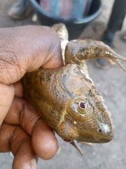 Hoplobatrachus occipitalis