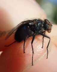 Calliphora vicina