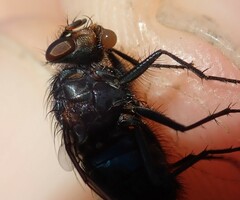 Calliphora vicina