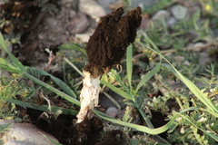 Podaxis