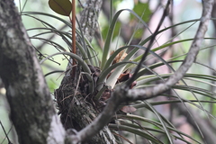 Tillandsia variabilis