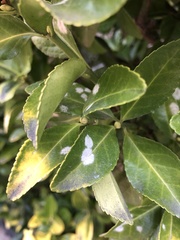 Erysiphe euonymicola