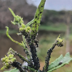 Senecio polyanthemoides