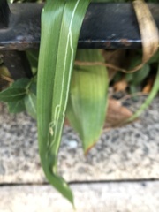 Ophiomyia kwansonis