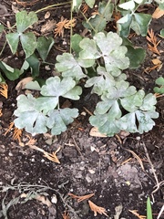 Erysiphe aquilegiae