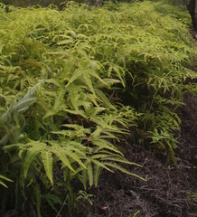 Dicranopteris