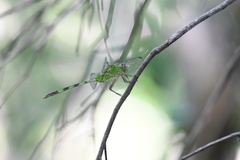 Erythemis vesiculosa