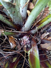 Greigia van-hyningii