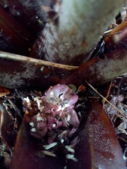 Greigia van-hyningii