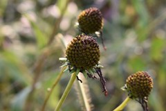 Rudbeckia scabrifolia