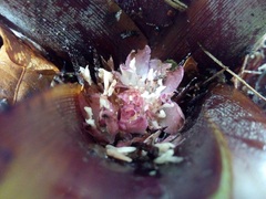 Greigia van-hyningii