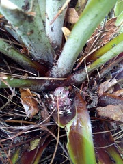 Greigia van-hyningii