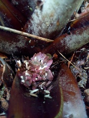 Greigia van-hyningii