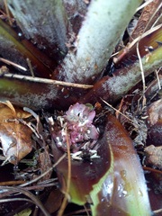 Greigia van-hyningii