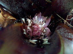 Greigia van-hyningii
