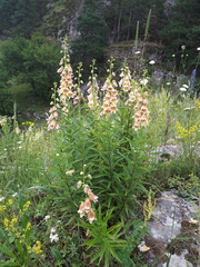 Digitalis ciliata