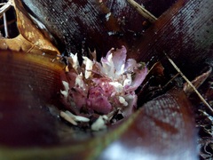 Greigia van-hyningii