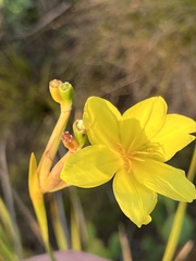 Bobartia gladiata