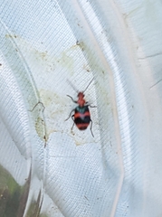 Lebia bitaeniata