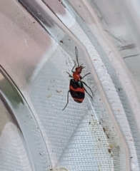 Lebia bitaeniata