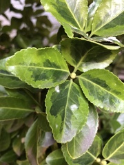 Erysiphe euonymicola