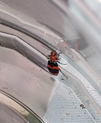 Lebia bitaeniata