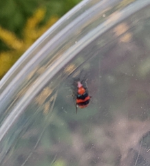 Lebia bitaeniata